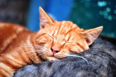 Funny Animal Pictures funny photo gallery, funny stuff, funny animal pictures