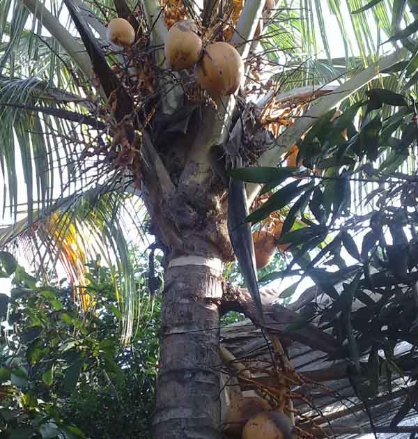 Bonsai Kelapa Mini Bibit Tunas Kelapa Kitri