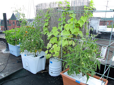 Bucolic Bushwick Rooftop Vegetable Container Garden 2011