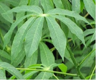 Efficacy cassava leaves