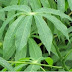 Nutrient Content And Efficacy Cassava Leaves