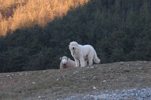 Mastino Abruzzese