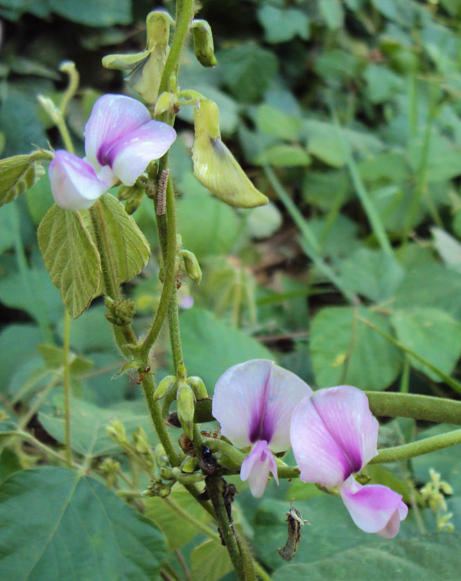 Coconut planting material for the Pacific region Use of a leguminous