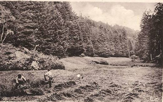Les Bois d'Auvergne. CPA forêt d Auvergne