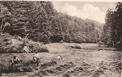 CPA forêt d Auvergne