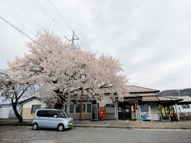 臼田駅　桜