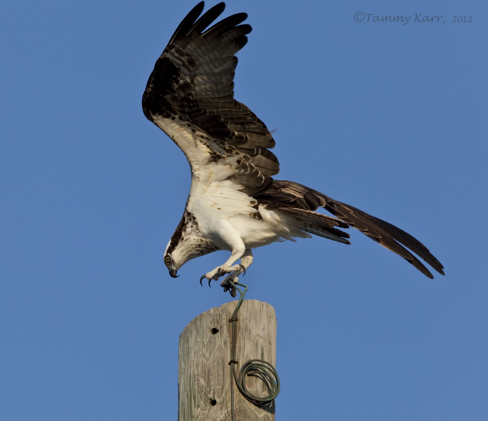 i heart florida birds Ospreys in Action