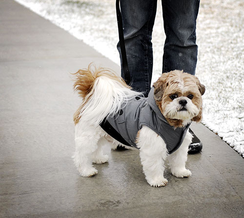Roupa para Shih Tzu necessidade ou frescura?