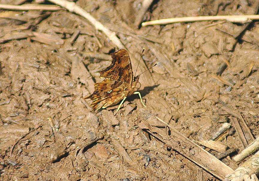 DavesBirdingDiary Comma ( Polygonia calbum ) . The Topsham Recreation
