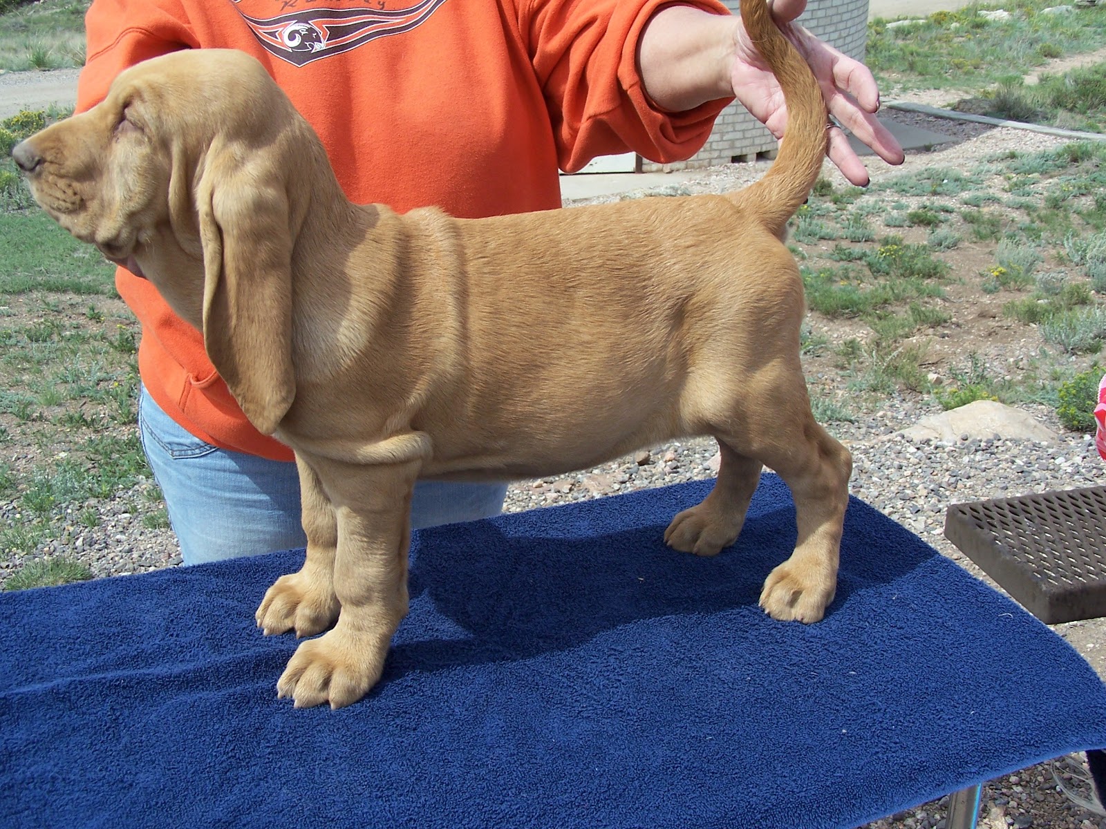 Davidsons Bloodhounds: Bloodhound Puppies on a little trip