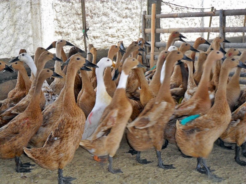 Budidaya Itik dan Bebek - BUDIDAYAKU