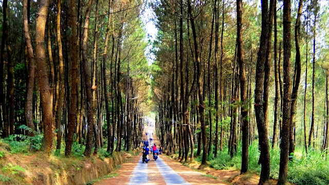 Wisata Hutan Pinus Kragilan di Magelang Wisata Hutan Pinus Kragilan di Magelang