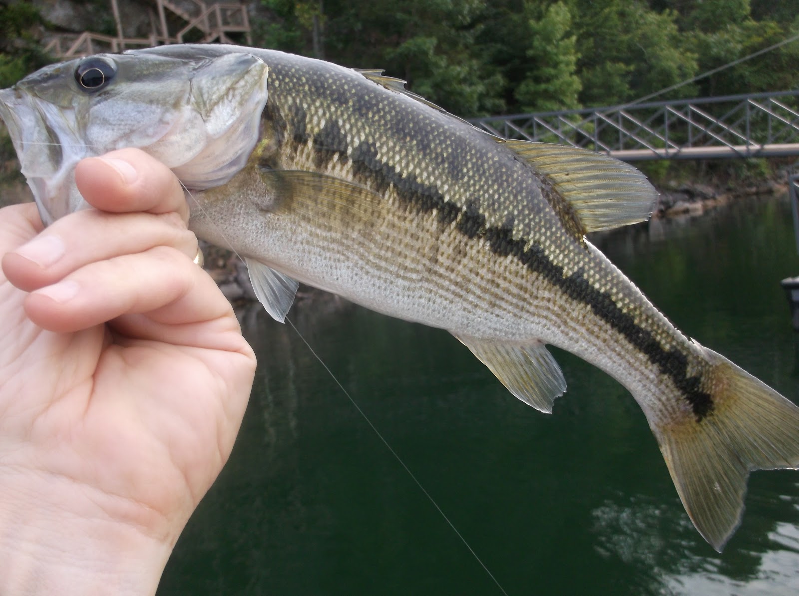 Fishing Through Life Fishing The Sink Tip Line for Spotted Bass
