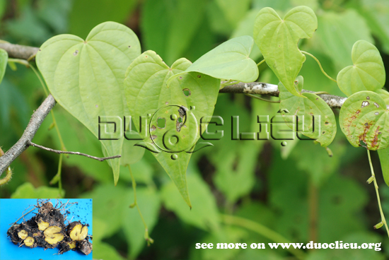 Dioscorea collettii Hook. f. Họ Củ nâu Dioscoreaceae