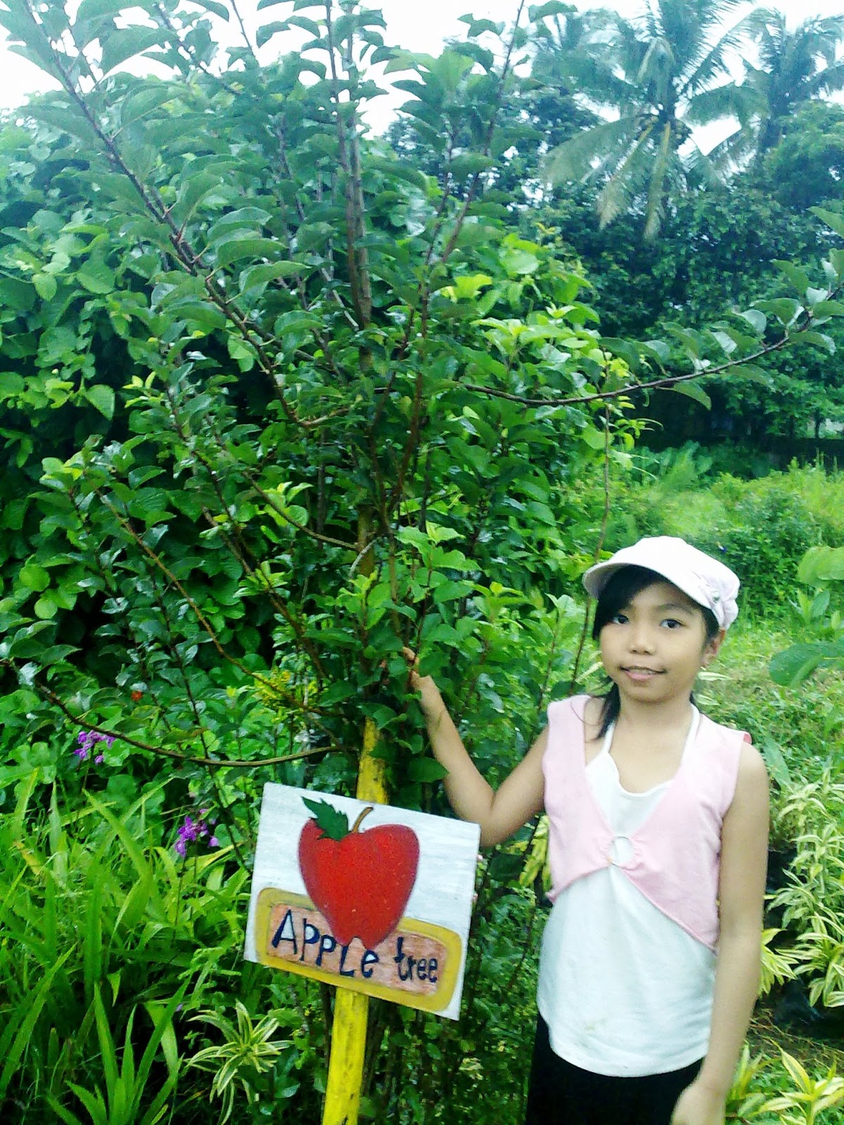 It's Really My World Apple Tree in the Philippines