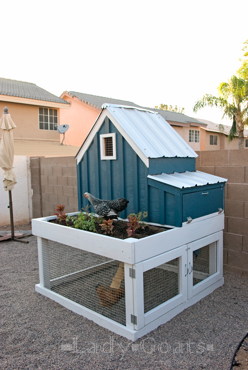 Lady Goats Building A Chicken House