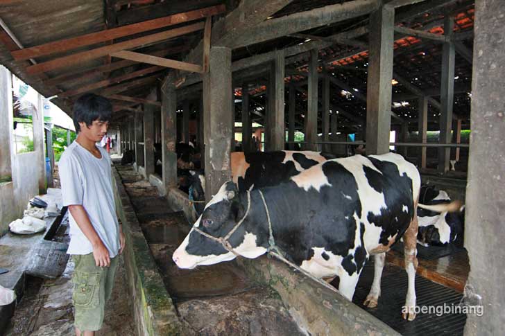 wisata susu cibugary pondok ranggon