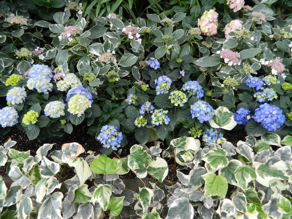 Allan Gardens Conservatory Easter Flower Show 2013 blue hydrangeas variegated ivy by garden muses: Toronto gardening blog Allan Gardens Conservatory Easter Flower Show 2013 blue hydrangeas variegated ivy by garden muses: Toronto gardening blog