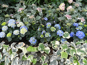 Allan Gardens Conservatory Easter Flower Show 2013 blue hydrangeas variegated ivy by garden muses: Toronto gardening blog