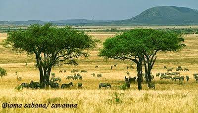 Sabana banyak ditemukan di Benua Afrika Sabana banyak ditemukan di Benua Afrika