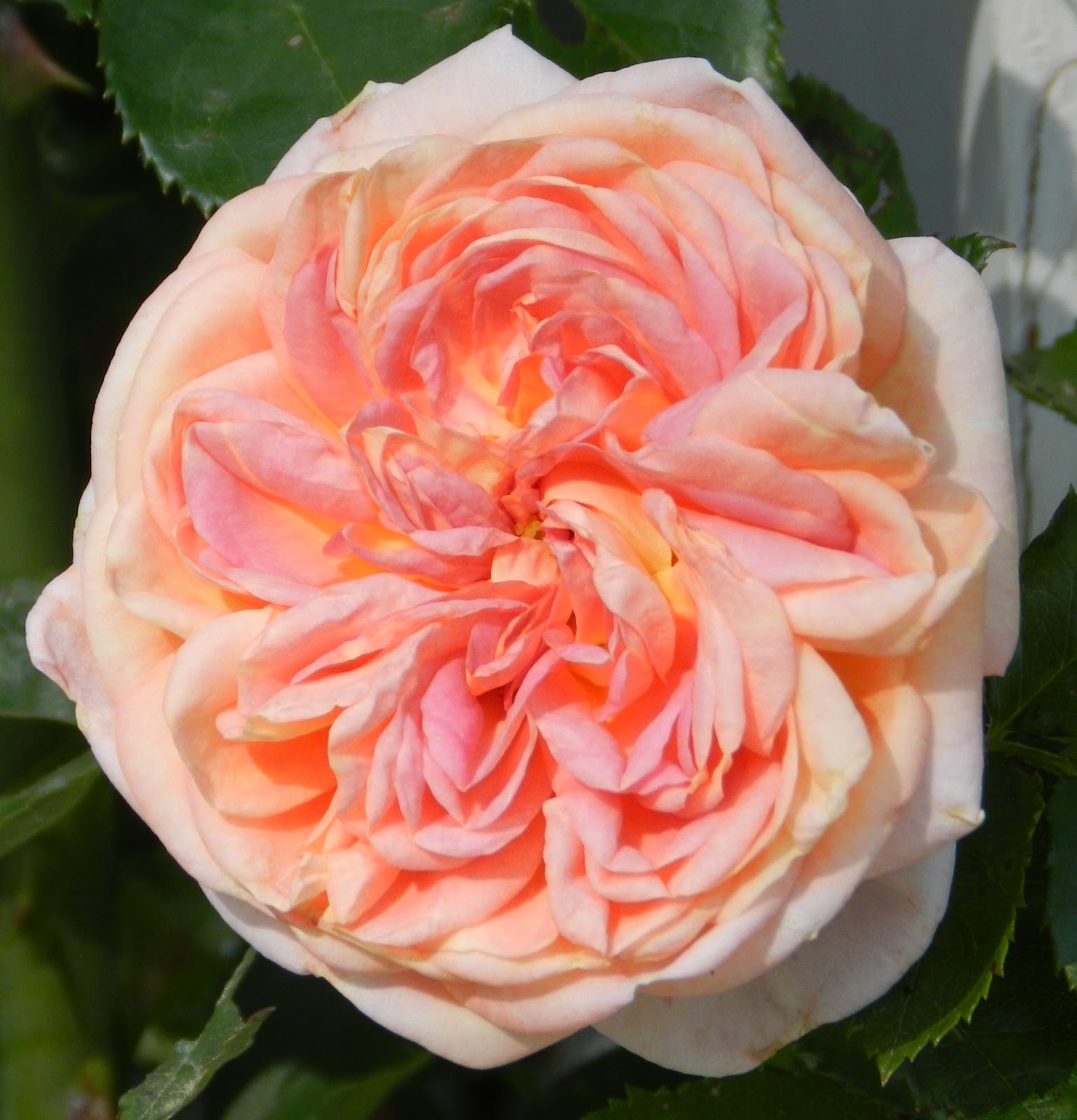 For the Love of Gardening: A Rose is a Rose?