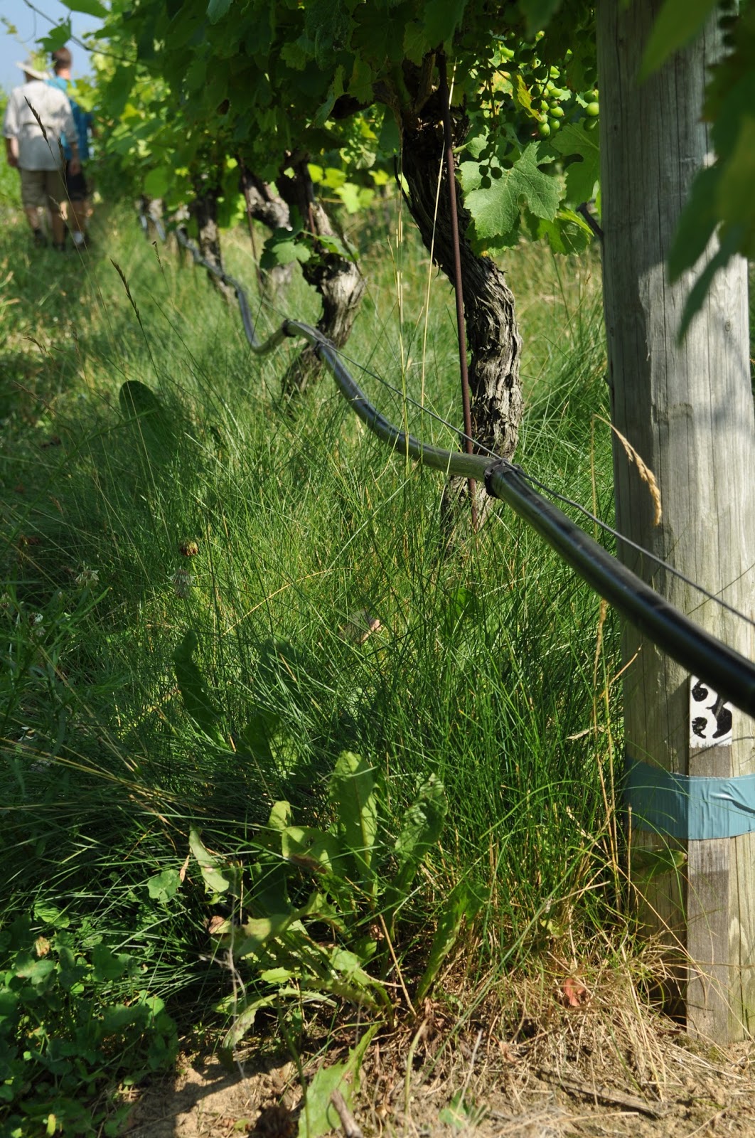 Innovative Under Trellis Management for Vineyards July 2013