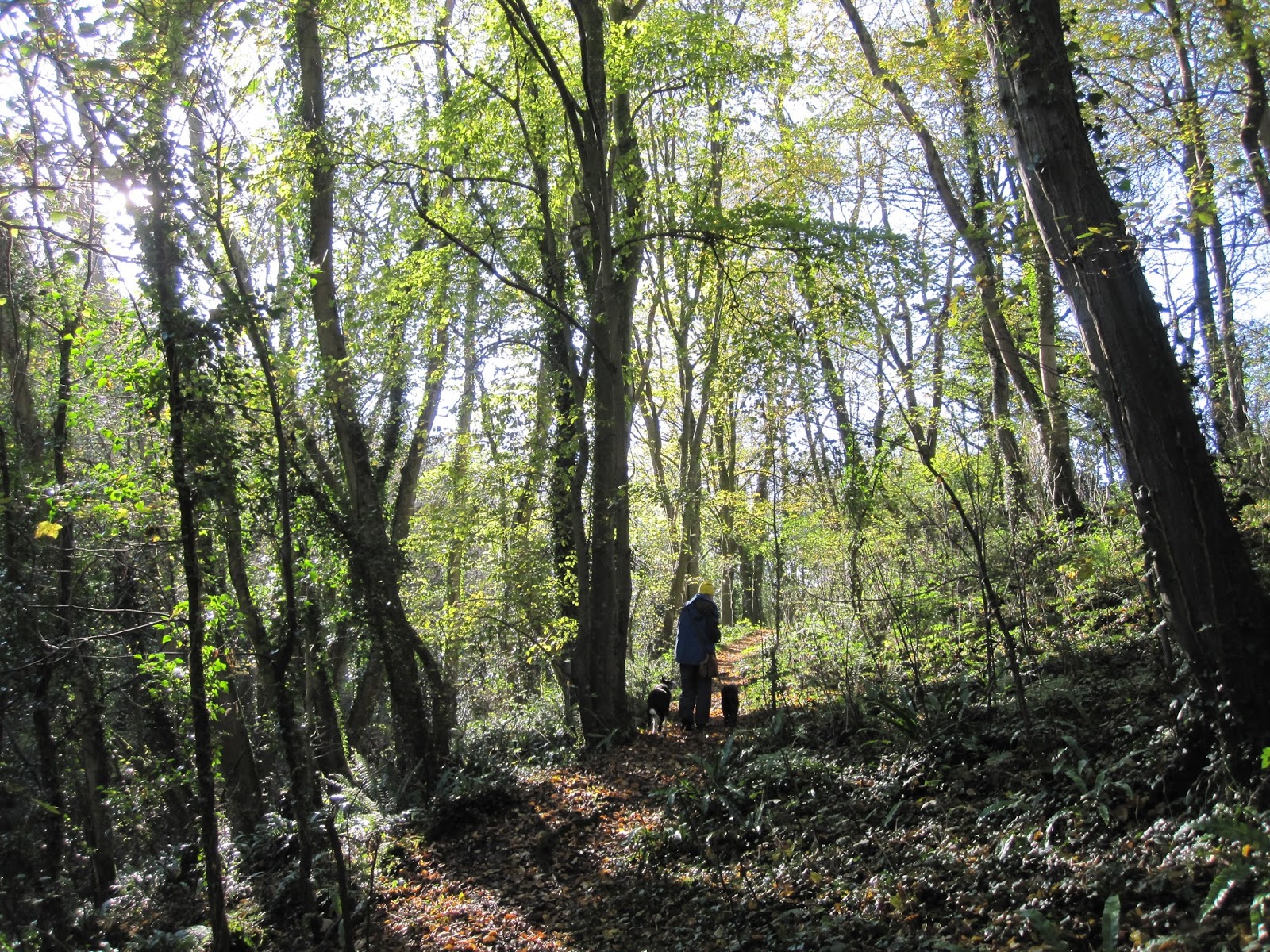 Trails in Cardiff, Capital city of Wales Salmon leaps walk, Vale Trail 6