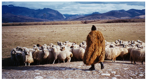 Cioban cu turma pe platourile alpine