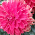 Flowers from July - A Witch's View
