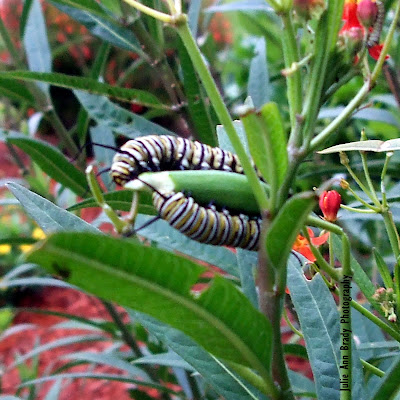 Two Monarch Butterfly Caterpillars Eating Tropical Milkweed Seed Pod June 8, 2018 Two Monarch Butterfly Caterpillars Eating Tropical Milkweed Seed Pod June 8, 2018