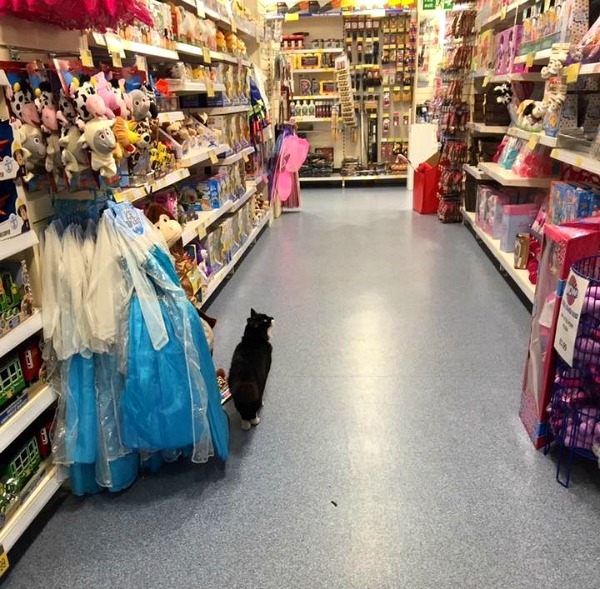 Cat from Southampton {England} Traveling Cats Travel Pictures of Cats