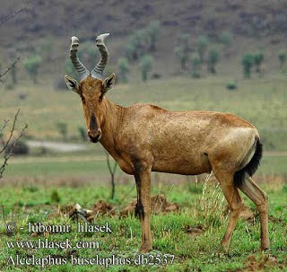 Hartebeest