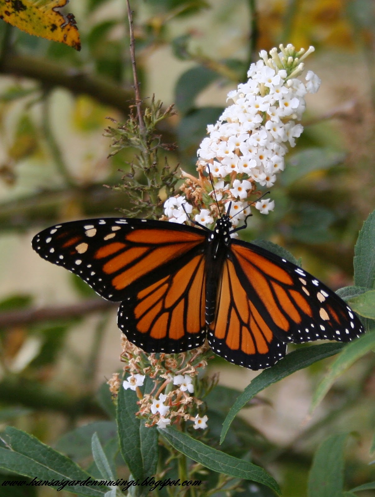 Real World Gardener Buddleia New Cultivars Are Plant Of The Week