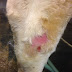 How to Prevent and Treat Leg Sores in Cows