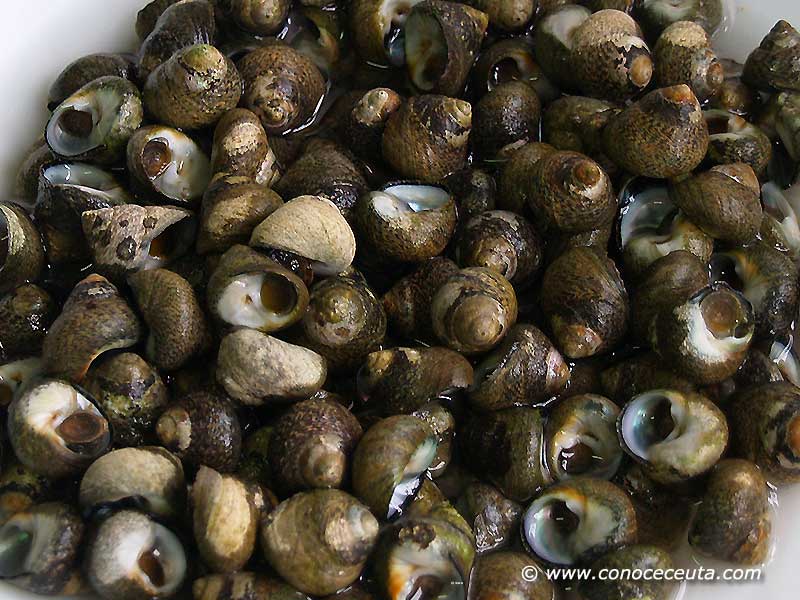 Conoceceuta.blogspot.com: Burgaos o burgaillos.