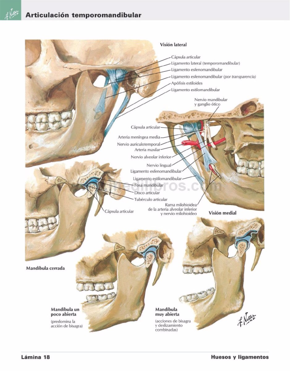 Netter Atlas De Anatomia Humana Pdf