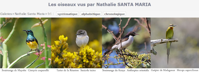 http://www.oiseaux.net/photos/nathalie.santa.maria/