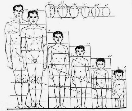 perbandingan proporsi tubuh manusia