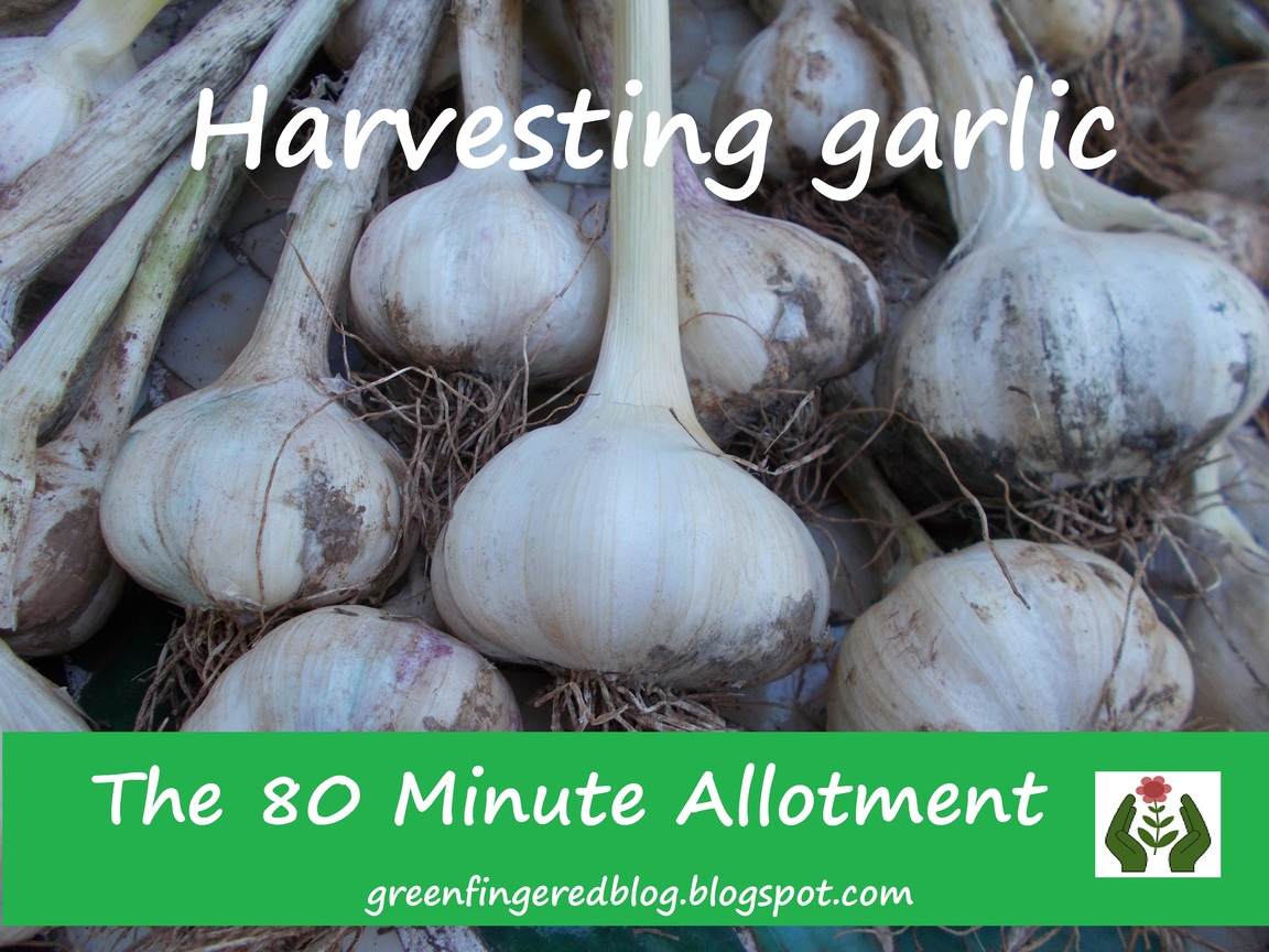 The Green Fingered Blog Harvesting Garlic on The 80 Minute Allotment