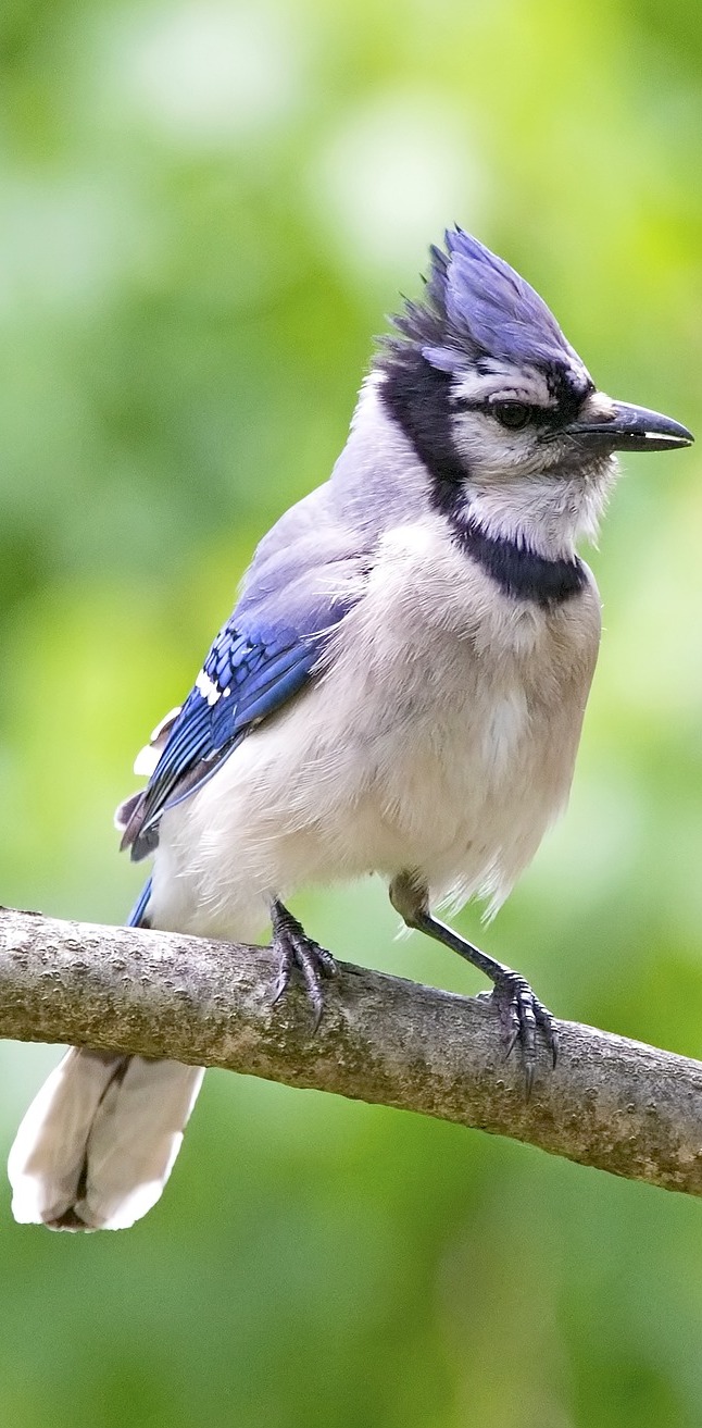 Picture of blue jay bird