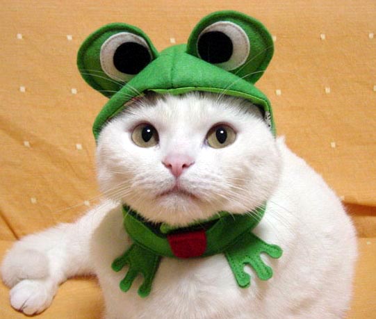 Frogger+Cat.jpg