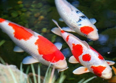 cara budidaya ikan hias di akuarium,di kolam terpal,di aquarium,di kolam tanah,koi pdf,ikan koi,hias di akuarium kecil,hias platy, cara budidaya ikan hias di akuarium,di kolam terpal,di aquarium,di kolam tanah,koi pdf,ikan koi,hias di akuarium kecil,hias platy,