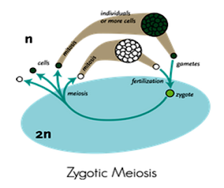 Zygotic Meiosis