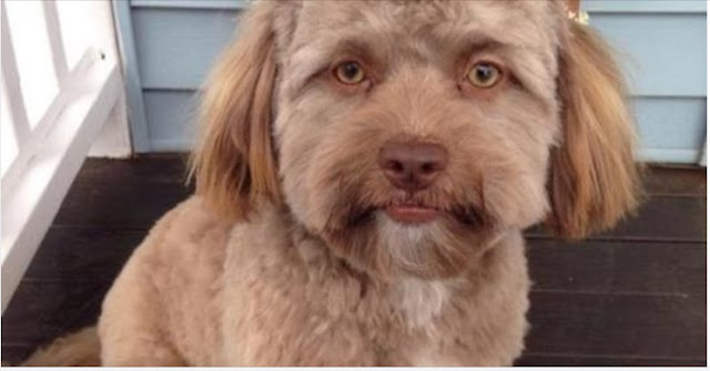 Shih Tzu com aparência humanoide está intrigando os internautas