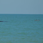 Right Whales Spotted Off Cape Canaveral, Florida