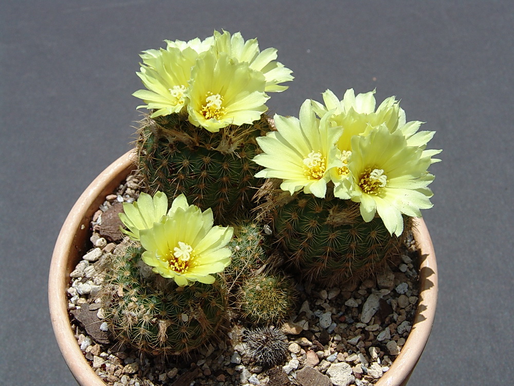 Cactus Hill Adventures Frailea The Cleistogamous Cactus