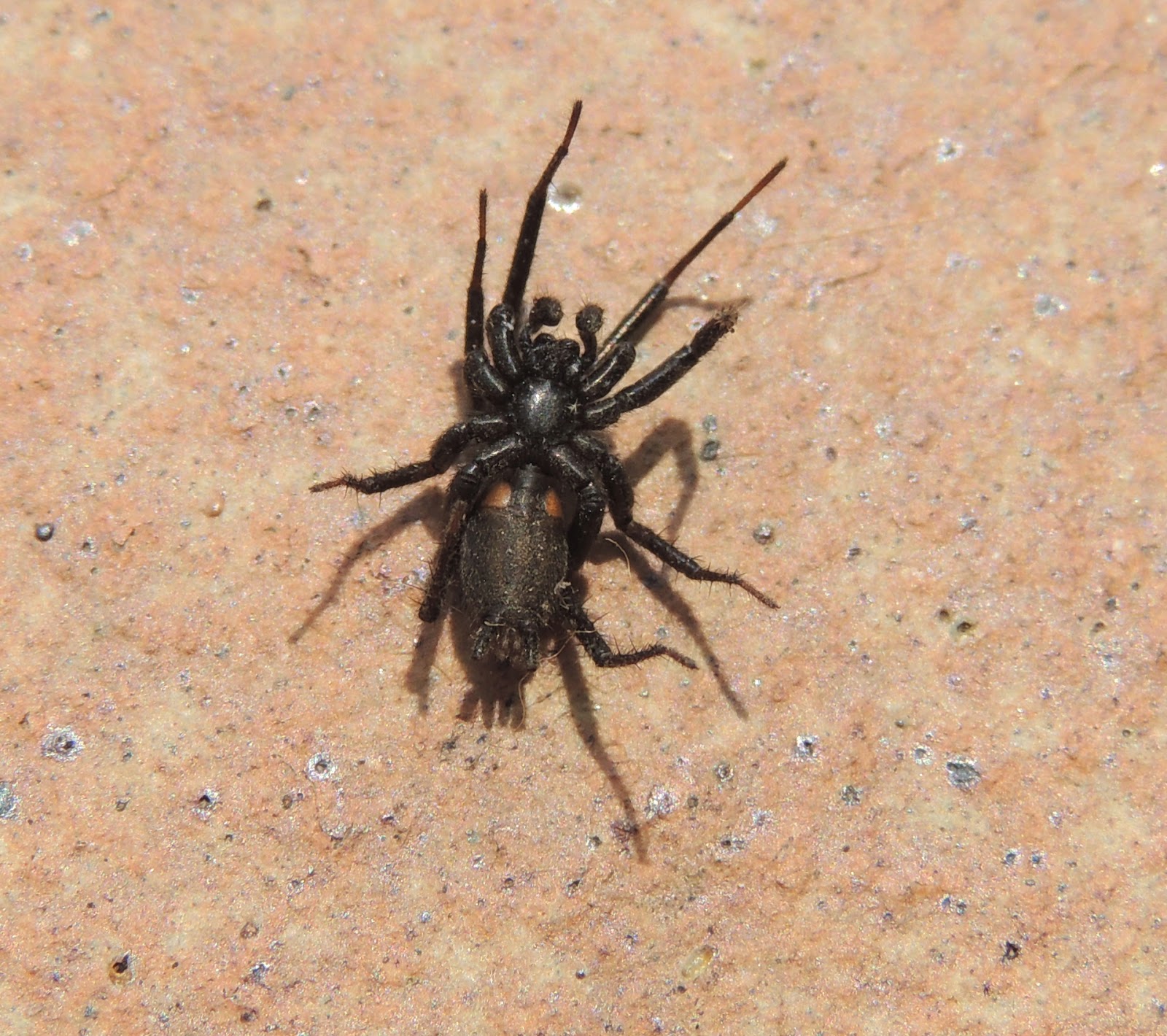 Naturaleza Viva : julio 2014