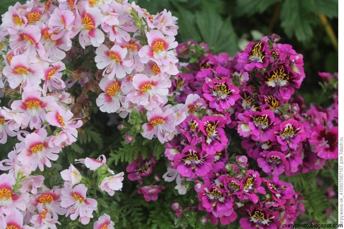 шизантус перистый пикколо. схизантус. шизантус визентонский. схизантус условия выращивания. шизантус схизантус.