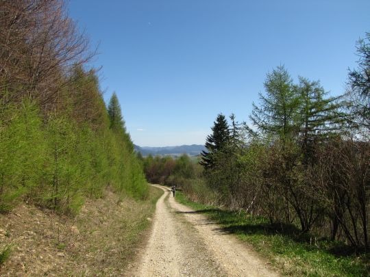 Droga na południowych zboczach Cisówki (777 m n.p.m.)