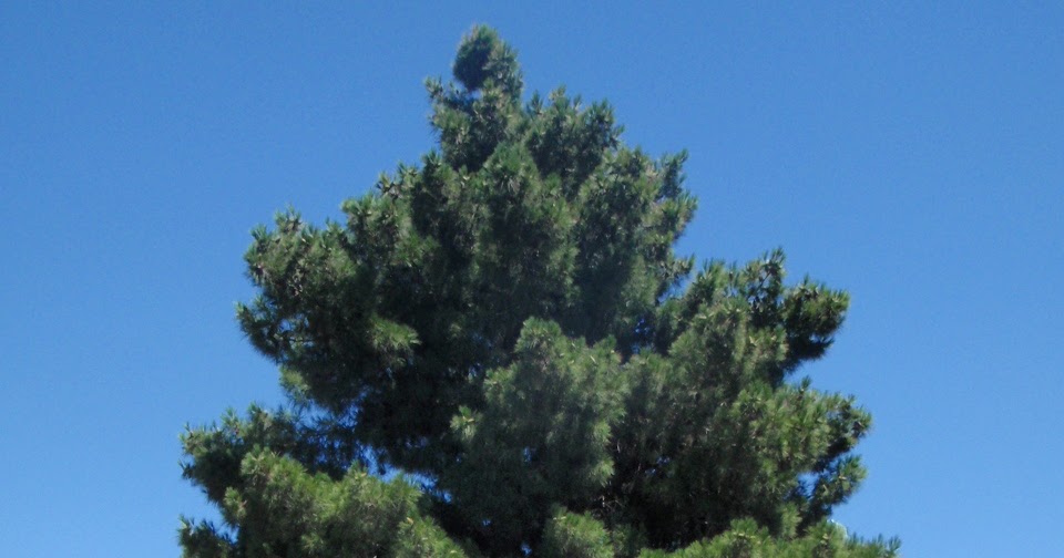 Xtremehorticulture of the Desert Pine Tree Recovery from the Heat